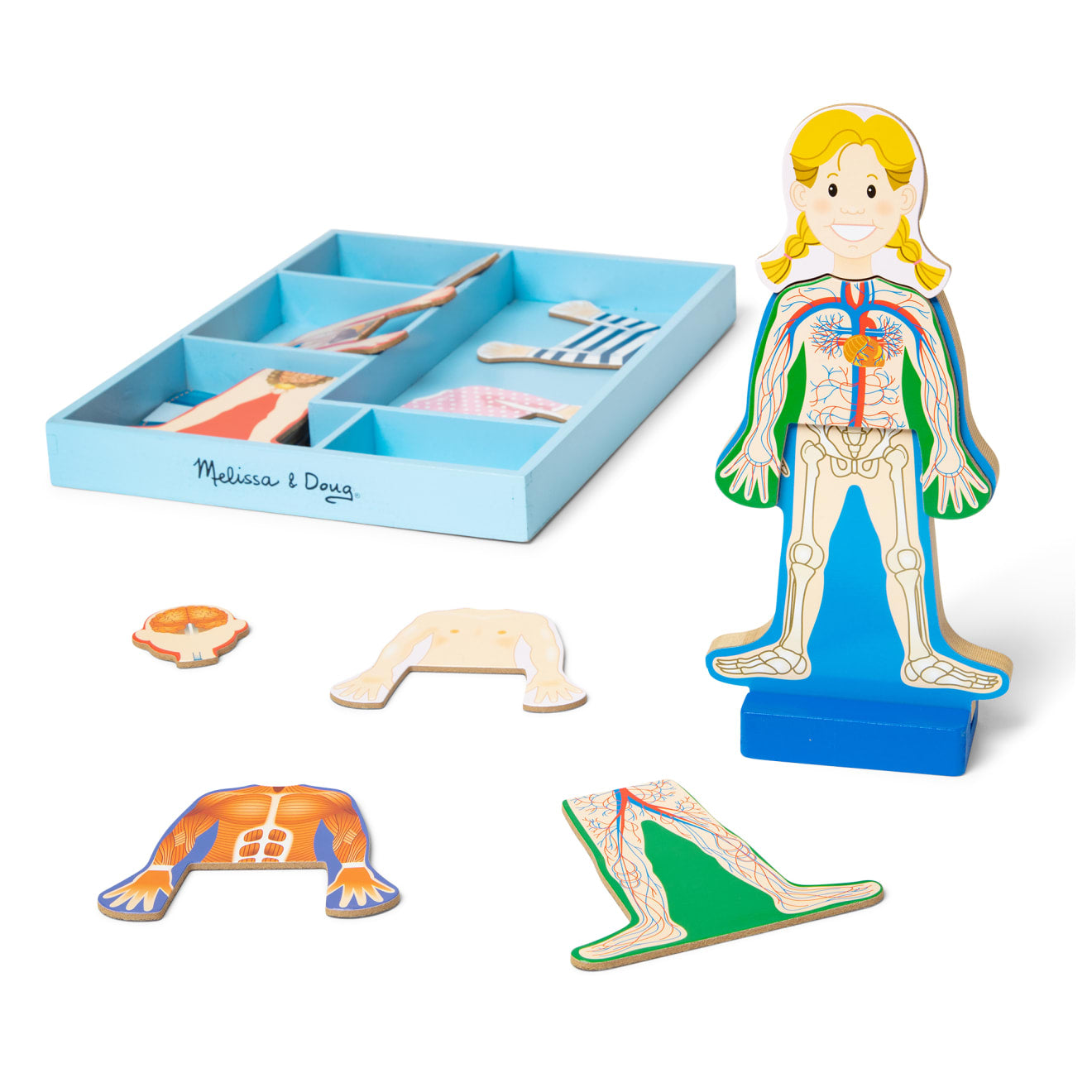 Magnetic Human Body Play Set Z7